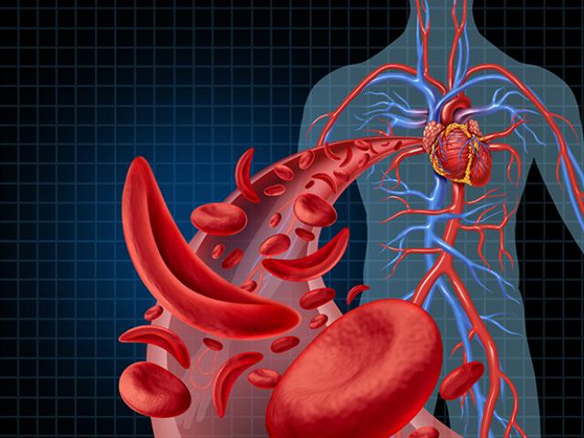 Diagrama de la sangre transportando oxígeno al cuerpo